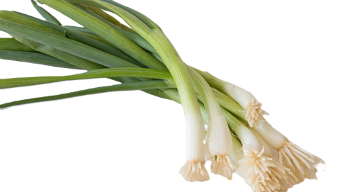 scallion